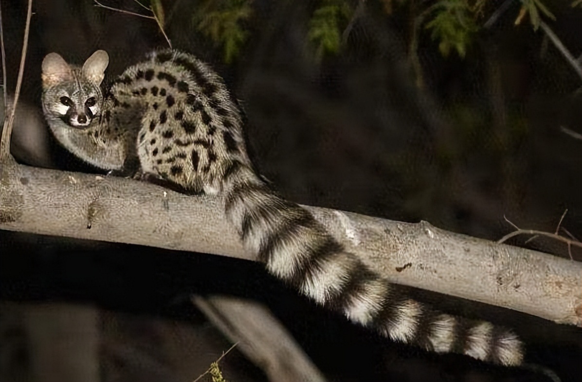 三种被全世界禁养的猫你知道几个,五种被禁养的猫