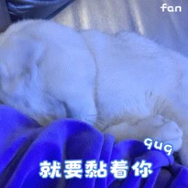 猫认你是主人,怎么辨别猫有主人和没有主人