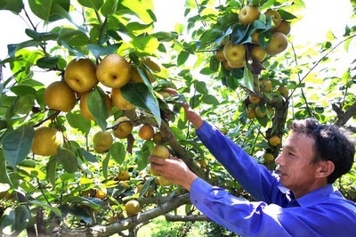 近期农村严查什么后果,最新农村严查消息