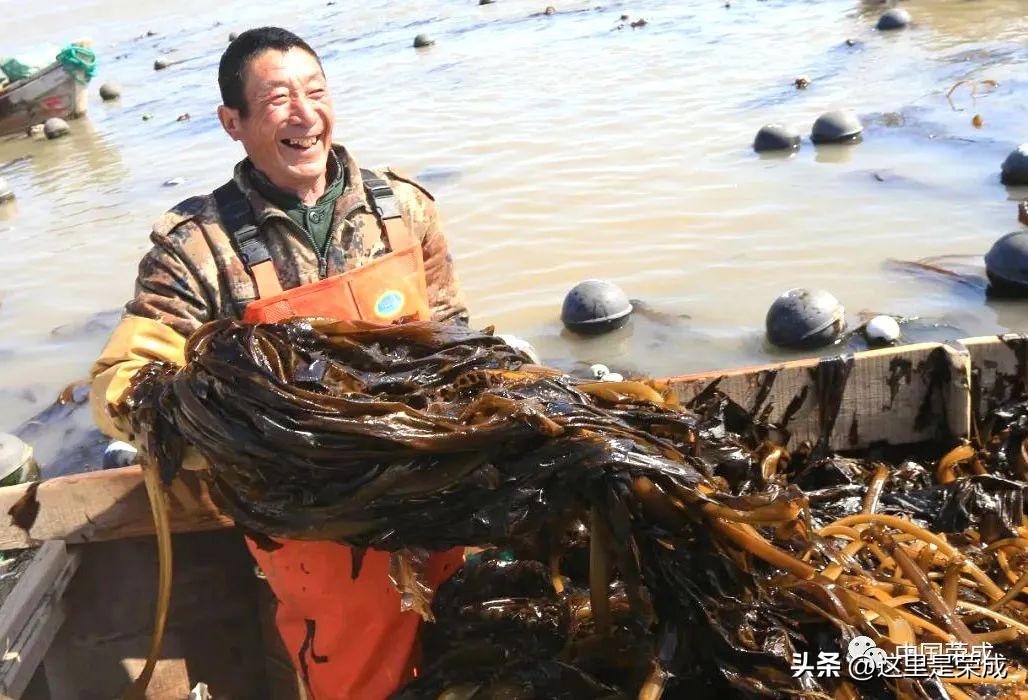 异域风情的漂亮植物,好看又清雅的植物