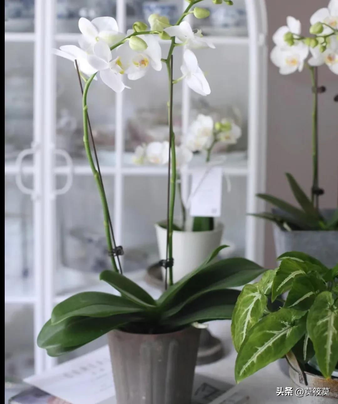 贵州省的省花叫什么名,贵州各个县的县花