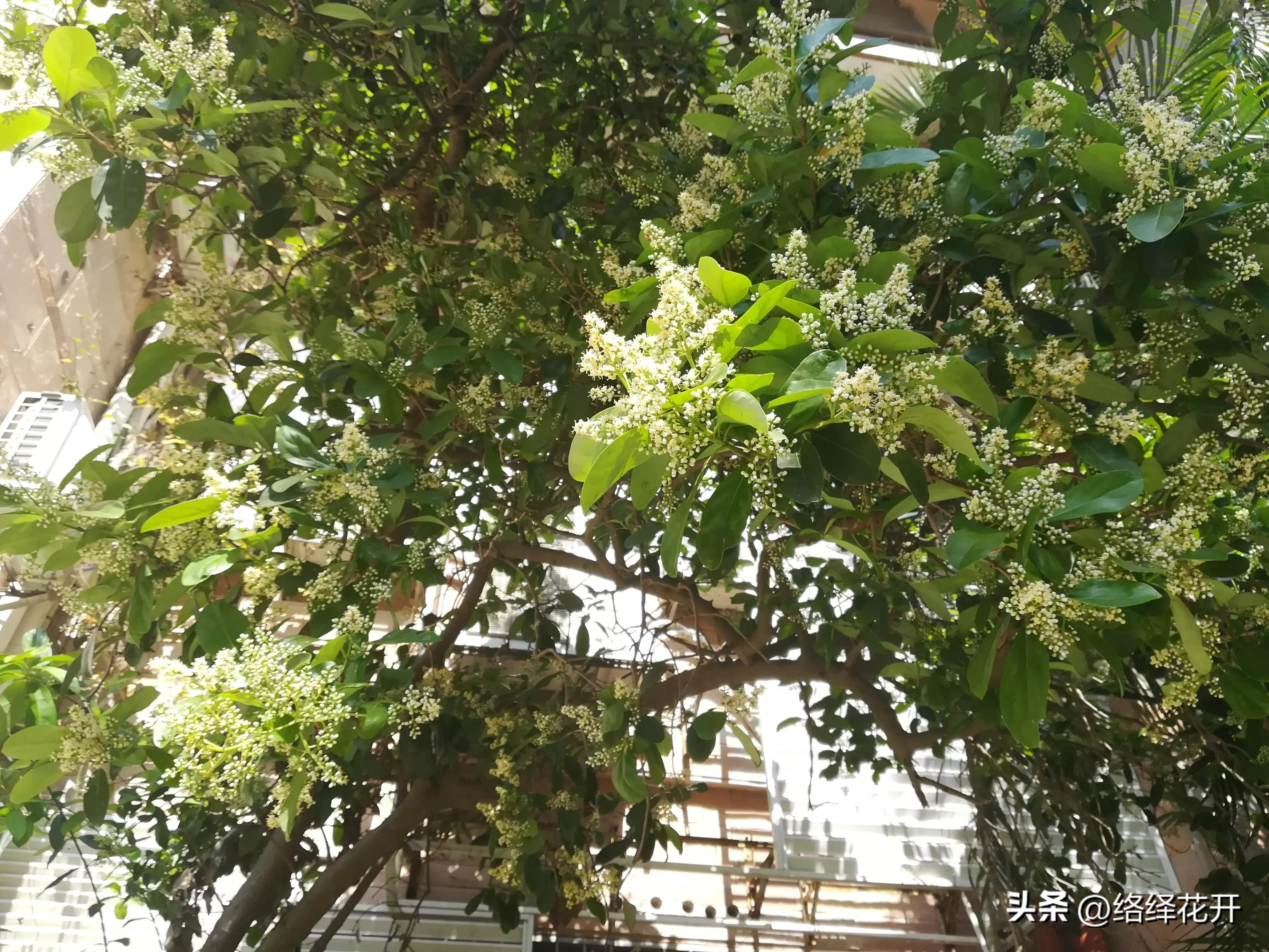 珊瑚树,珊瑚树图片