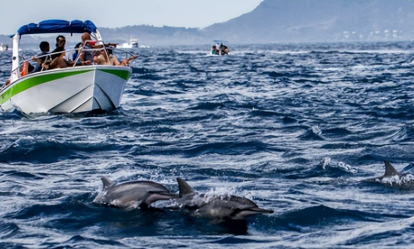 海豚湾到底是怎么回事,冒着生命危险揭露海豚湾秘密