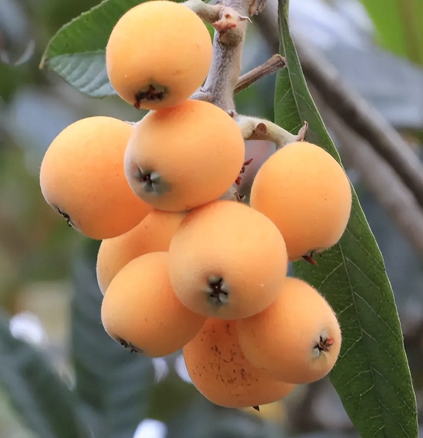 南方十大好吃水果有哪些,南方十大水果