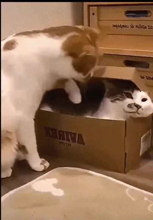 生物老师是女的,生物老师是个女的