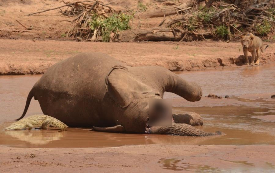非洲公象在河边喝水，愣头青鳄鱼趁机一口咬住象鼻，大象痛苦吼叫