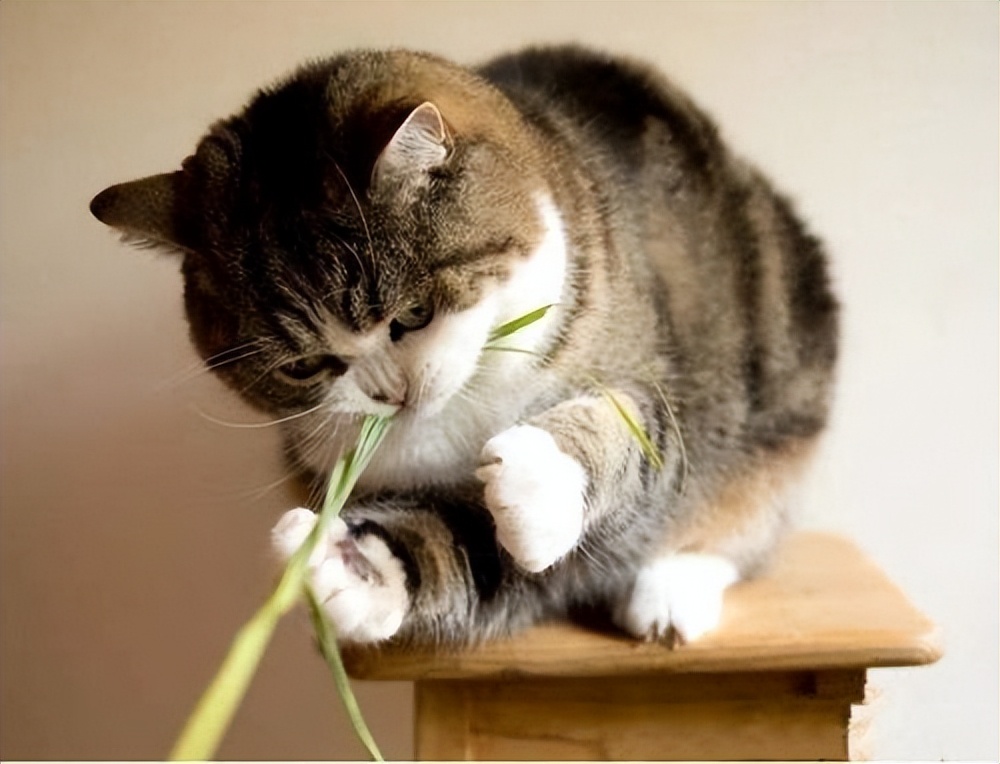 想养猫猫的第一天,新手养猫猫不适应环境怎么样办