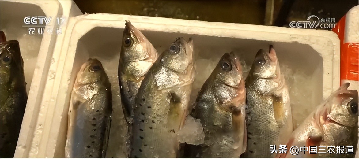 休渔期到来但这些海鲜仍可以选择,休渔期能实现海鲜自由吗