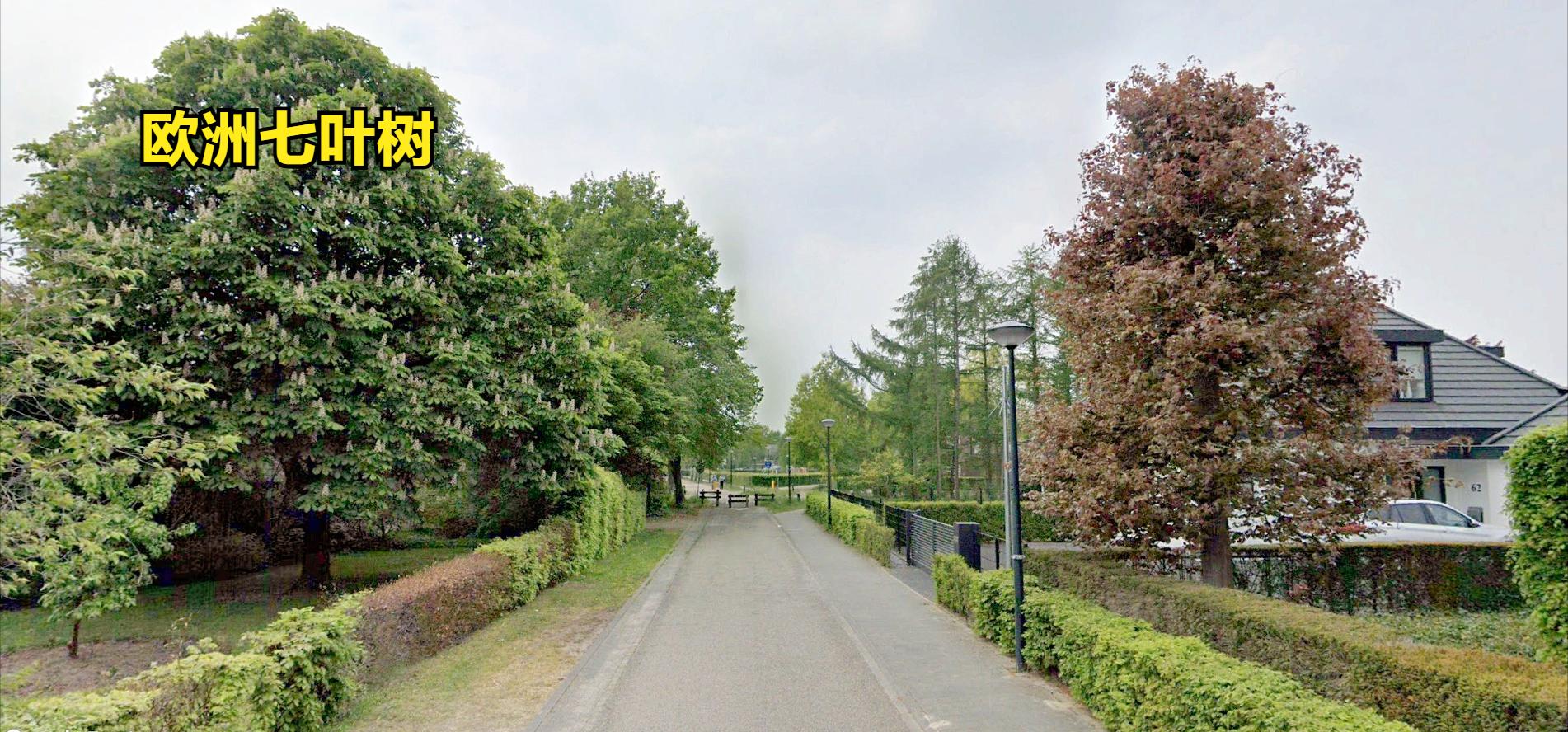 探访欧洲农村：荷兰农村房子，比我国农村房子小，但环境比我们好