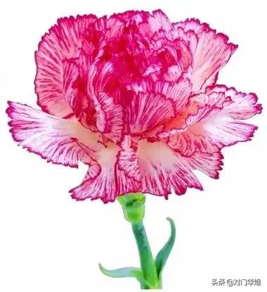 不朽的母爱,不朽的母爱全文