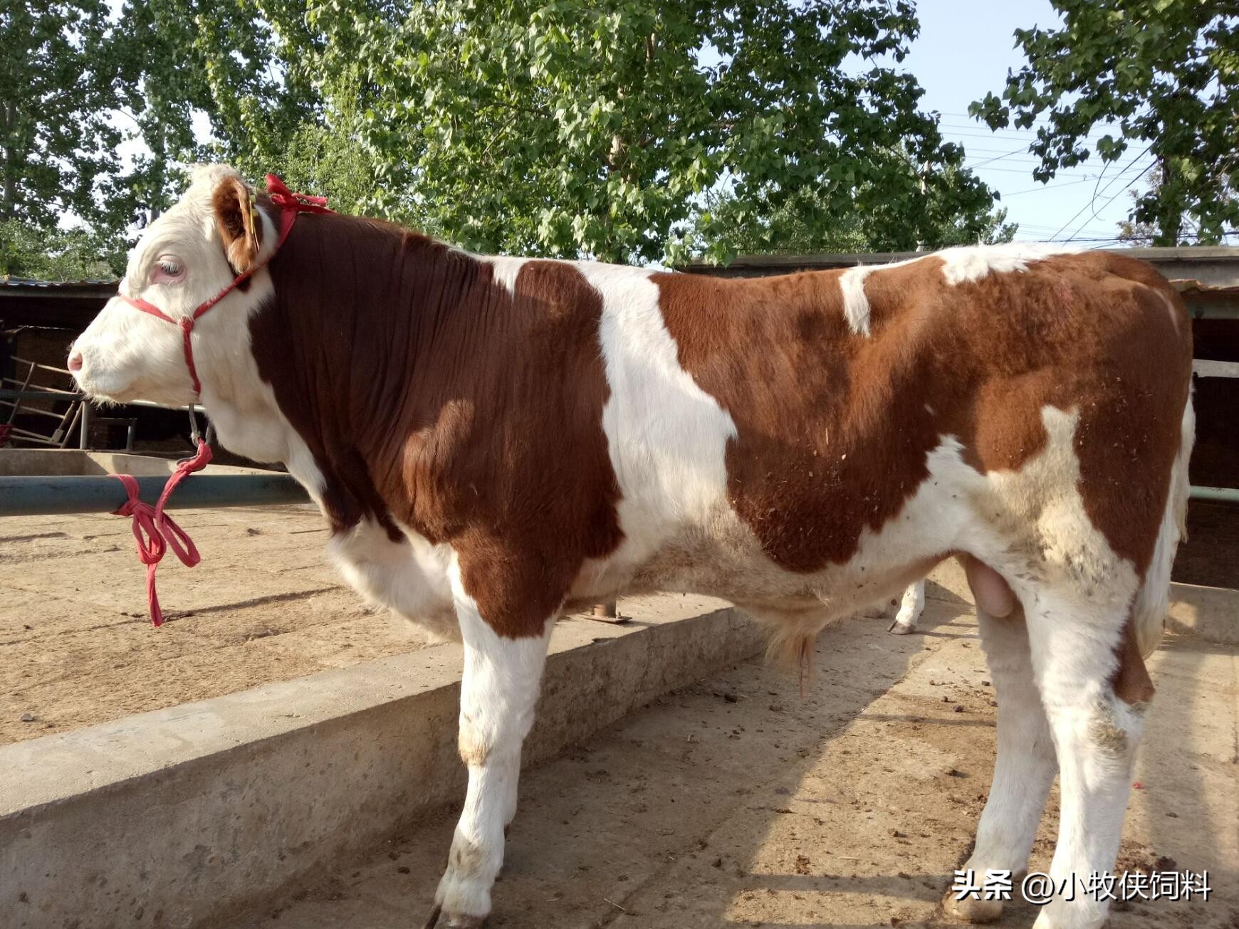 专治僵牛好办法,僵牛类型及治疗方法