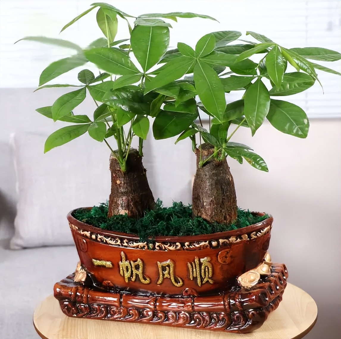 办公室适合摆放什么盆栽植物,老板摆放办公室十种最旺气的盆栽