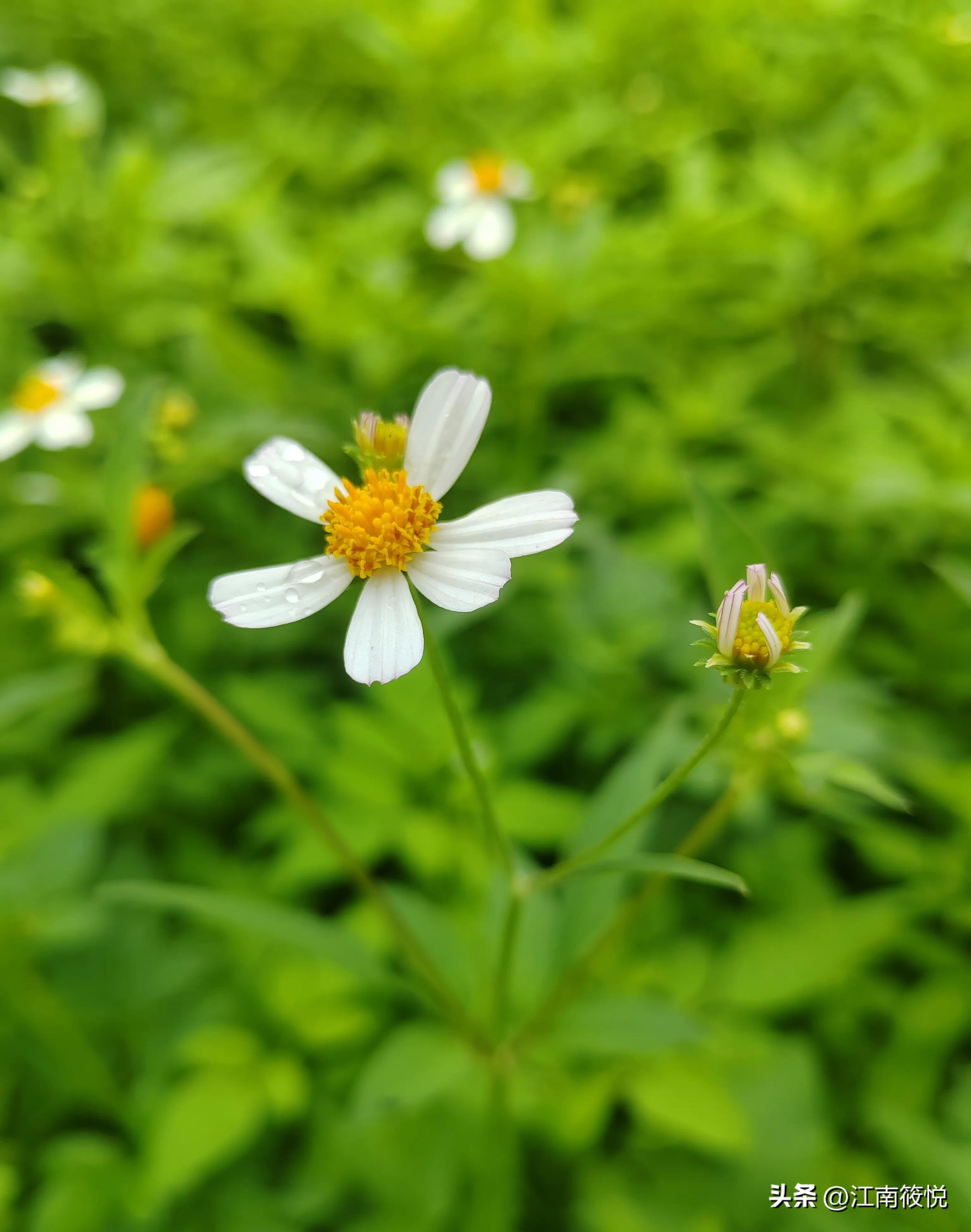 巴马日记（180）～吃蒜居然引发湿疹