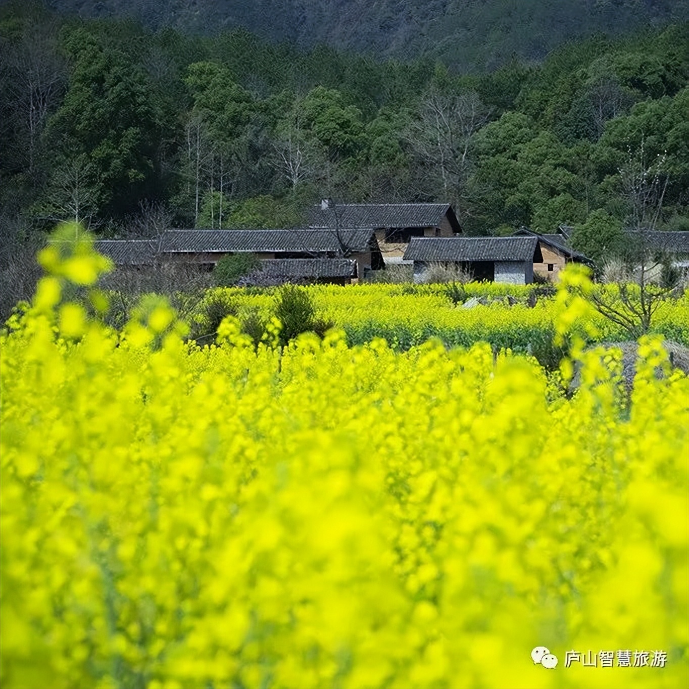 庐山旅游活动,中国旅游互动体验