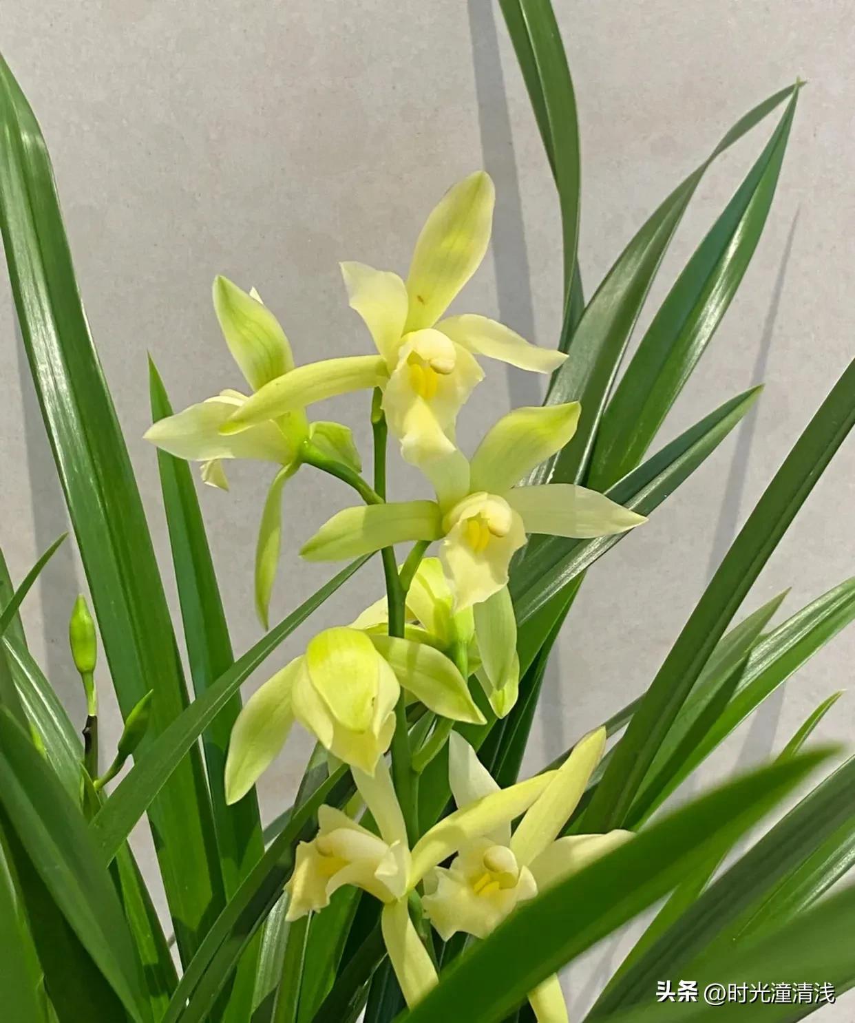 花中四君子之一兰花,兰花花草欣赏