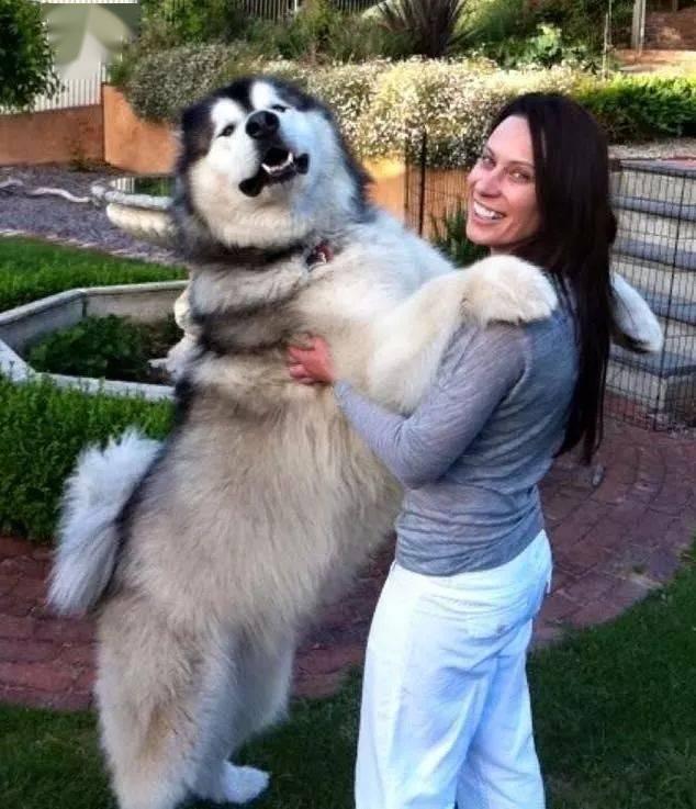 阿拉斯加犬的优点与缺点,搜索阿拉斯加的优点和缺点