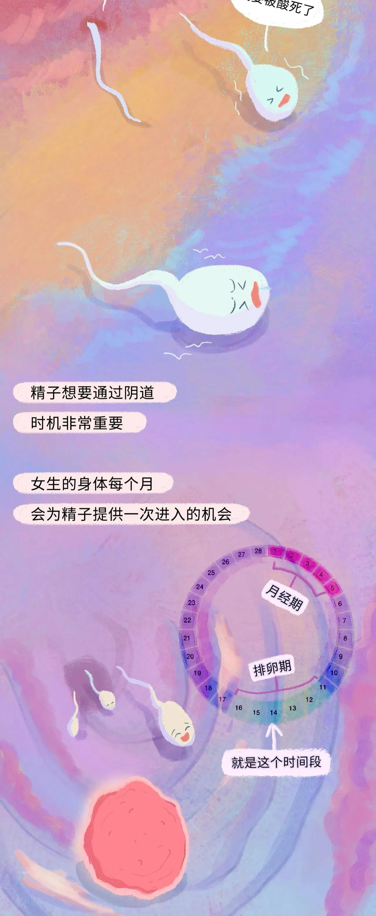 精子进入女生体内的全过程