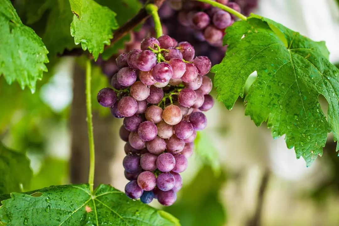 最好吃的爆浆葡萄,香甜爆汁葡萄