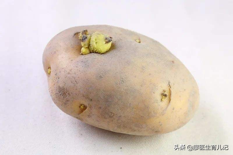 孕期营养太好胎儿容易早产吗,孕期胎儿发育快怎么补充营养