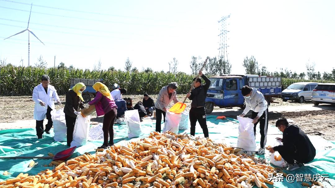 山东高产玉米品种亩产多少公斤,今年农户玉米亩产量