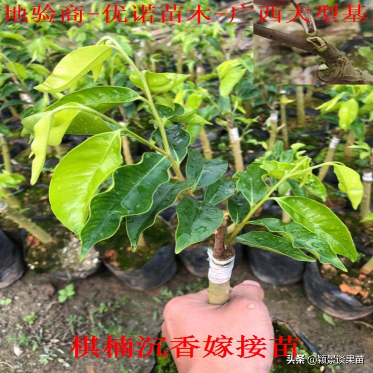 海南合适种什么品种奇楠沉香,山地种植什么奇楠沉香品种好