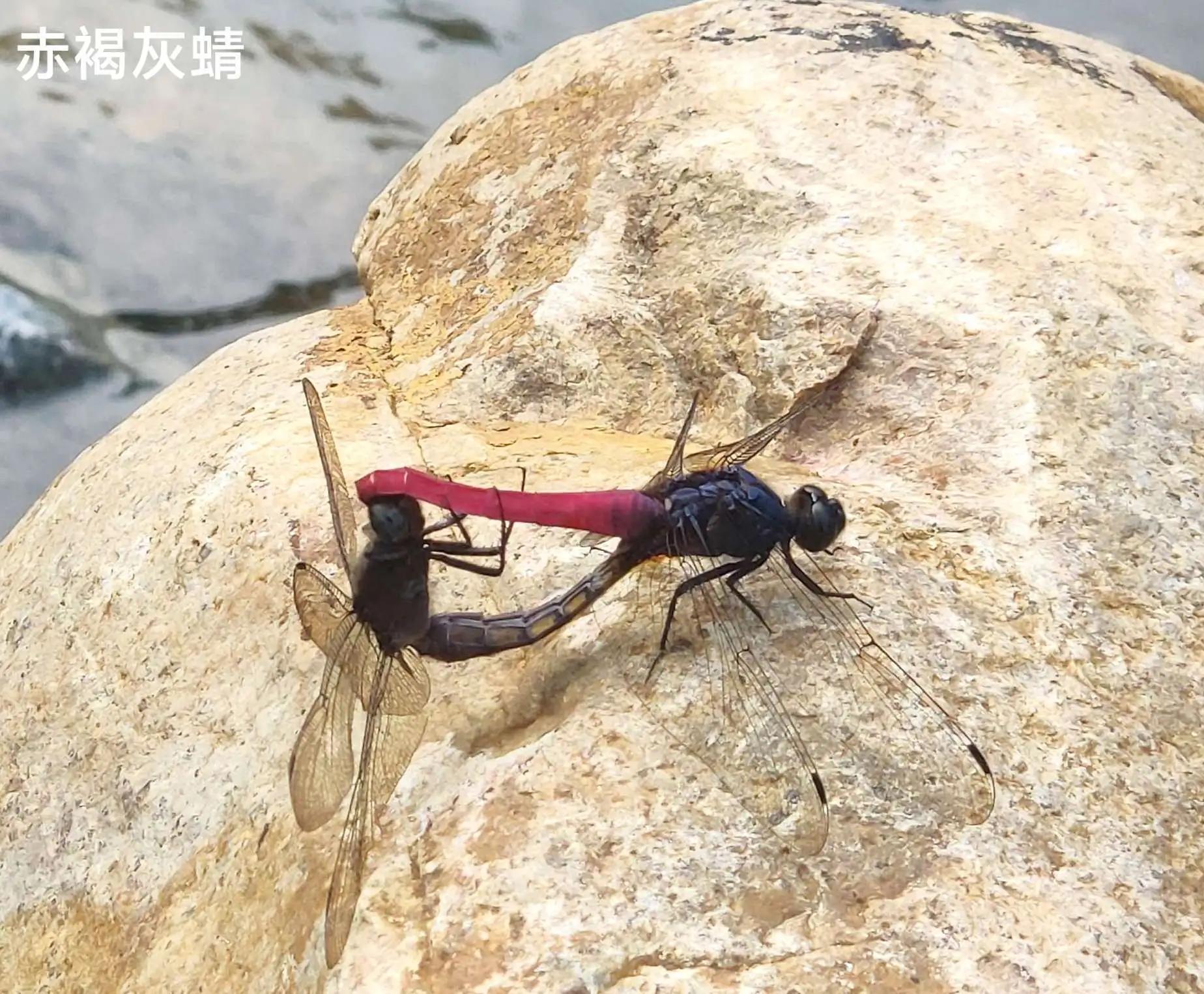 豆娘和蜻蜓是一个物种吗,蜻蜓和豆娘生长过程一样吗