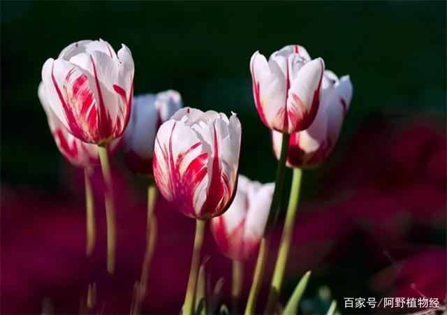 郁金香花的花语和传说,古代花语郁金香