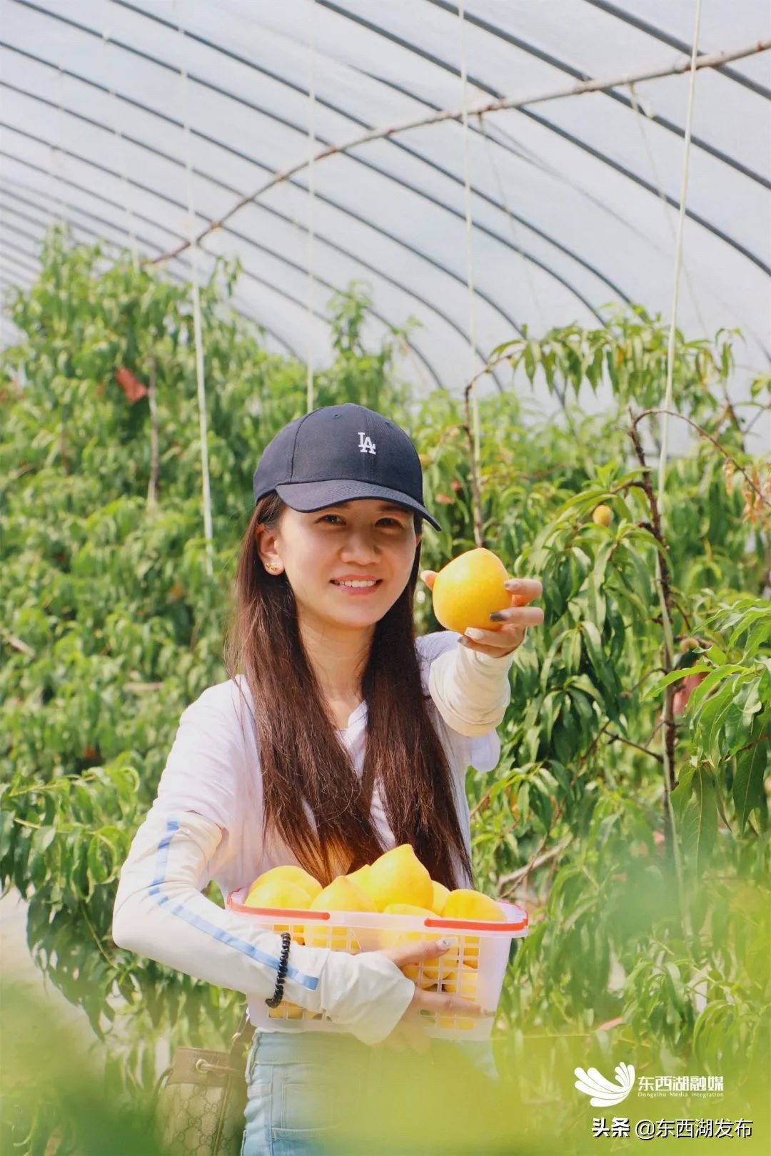 荷花开了夏天到了,荷花开了夏天又来了