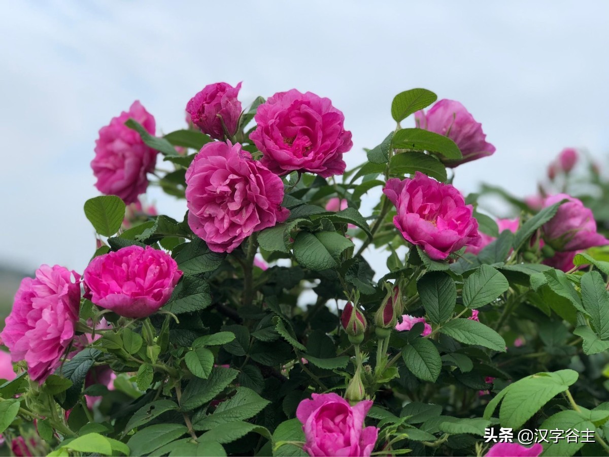 国家植物园游览掠影,走进国家植物园南北月季花海