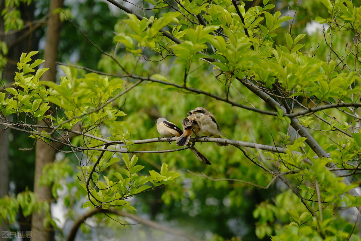报得三春晖中晖是什么意思,报得三春晖的三春指的是