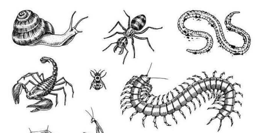 解密苗族蛊毒,揭秘苗族蛊术真相