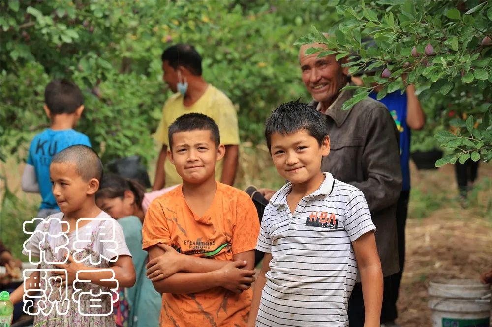 西梅怎么干得比较快呢,关于西梅的知识