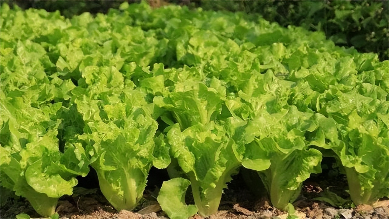 浙江人常吃的蔬菜有哪些,幼儿园常吃的蔬菜有哪些