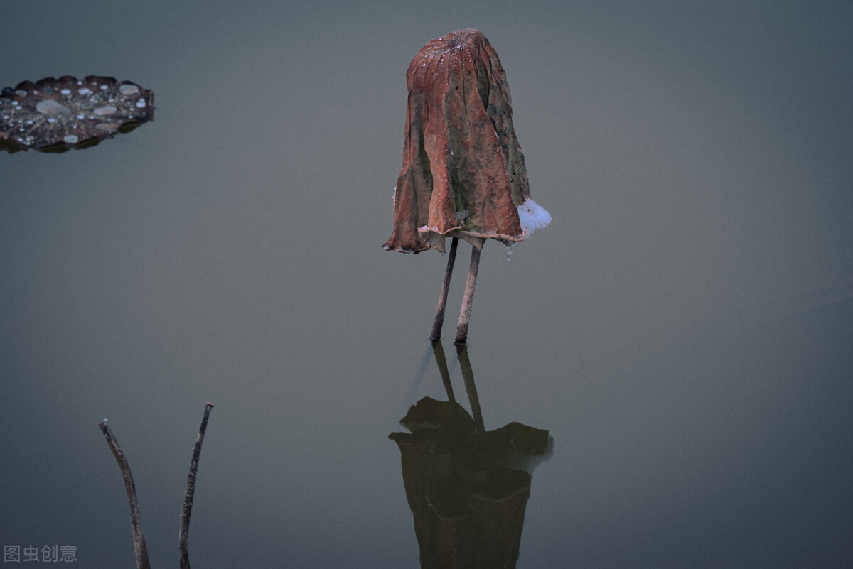 离离原上草一岁一枯荣的翻译,离离原上草一岁一枯荣诗句的意思