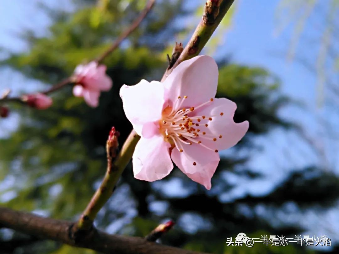 散文诗：看正好的花，见想见的人