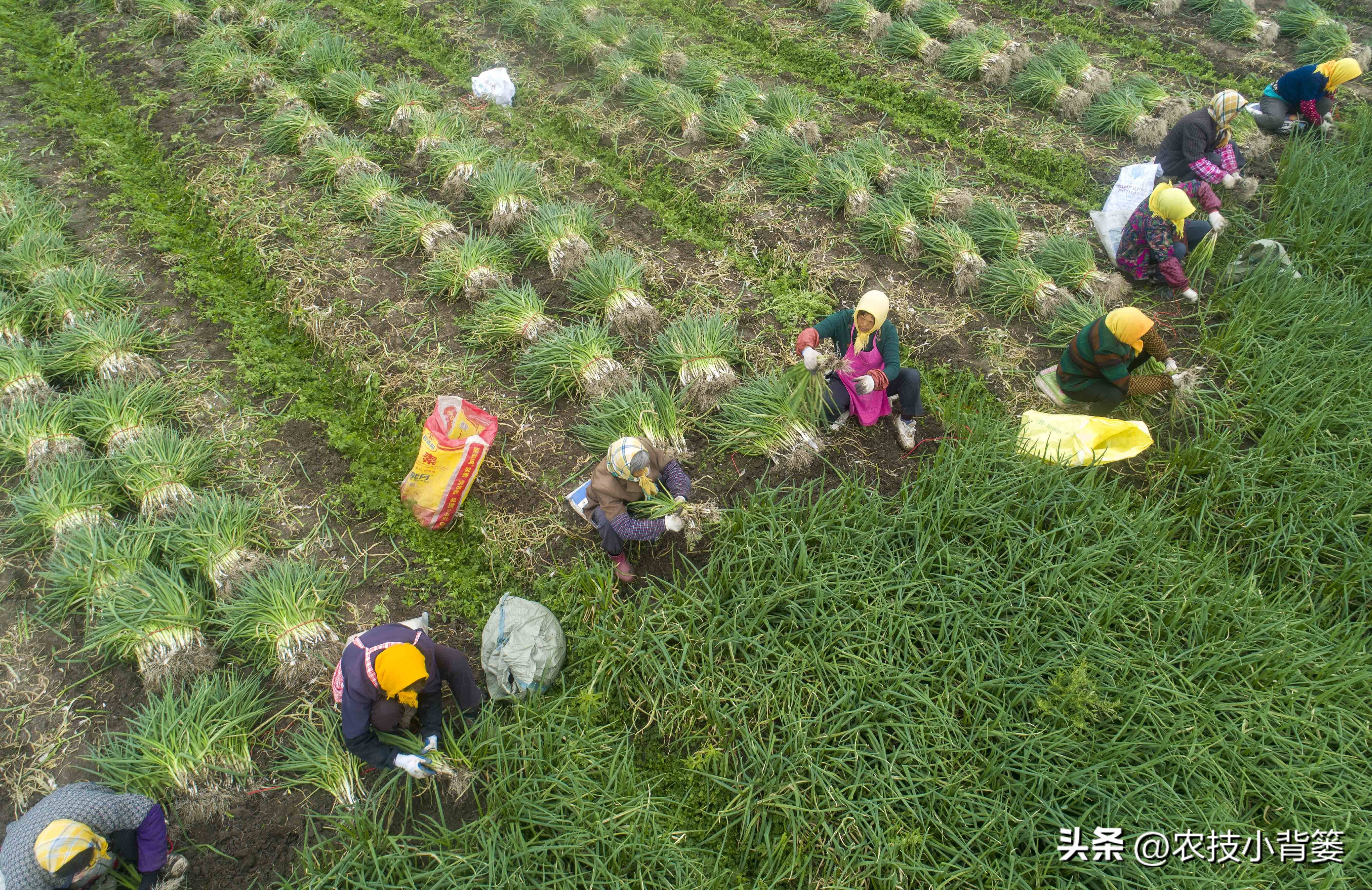 小香葱种植时间和方法视频,小香葱的种植方法和时间