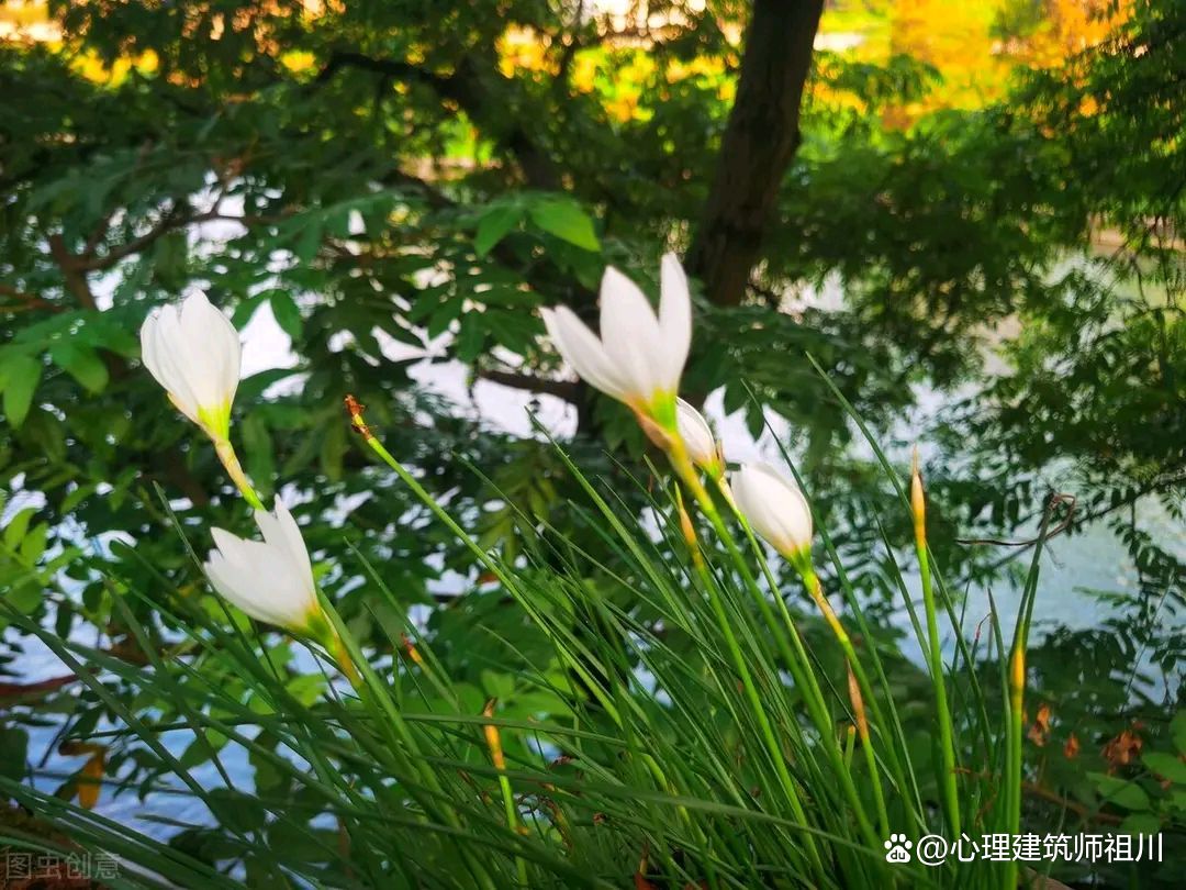 我是如何走出抑郁症的5：破茧成蝶，凤凰于飞，恢复的三阶段上集
