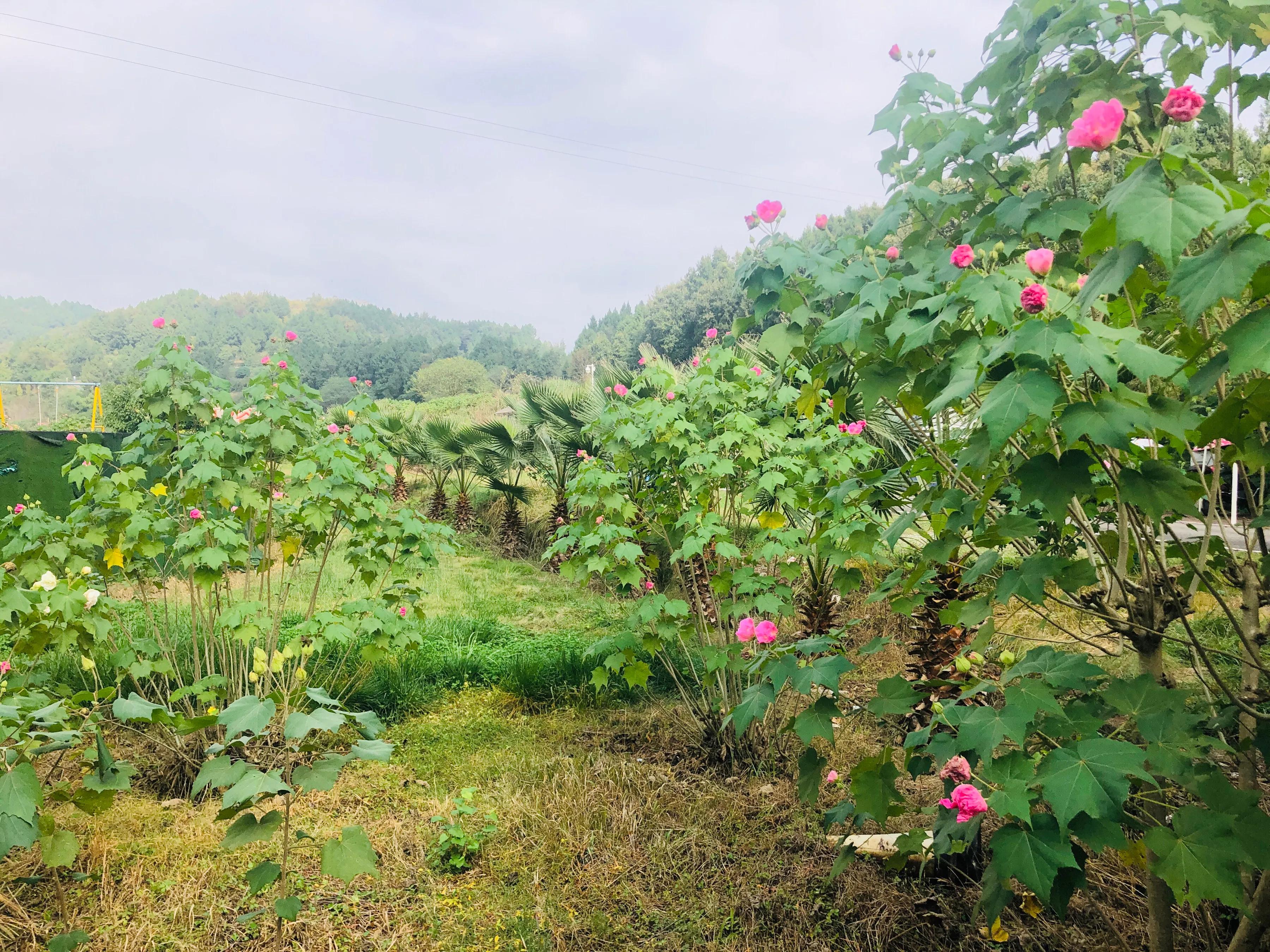 閲戝爞椴滆姳灞辫胺鍊煎緱鍘诲悧,閲戝爞椴滆姳灞辫胺娓歌