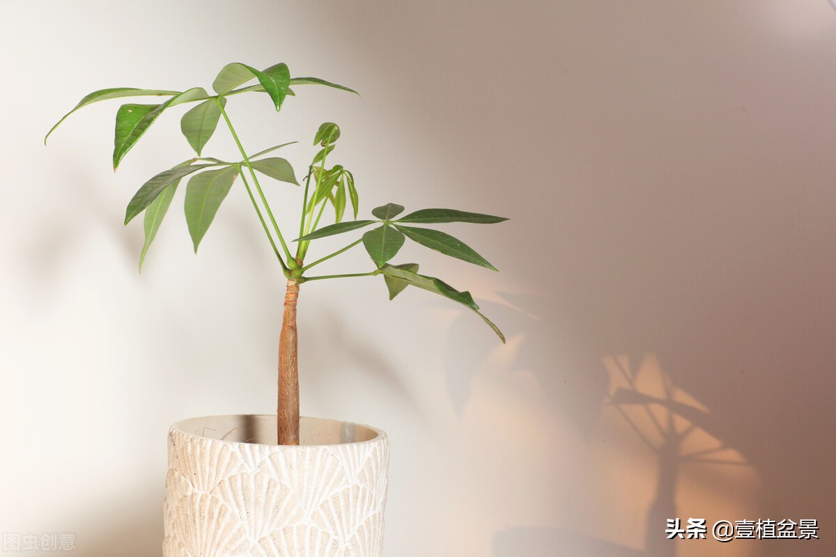 养花增加桃花运吗,养花增添乐趣