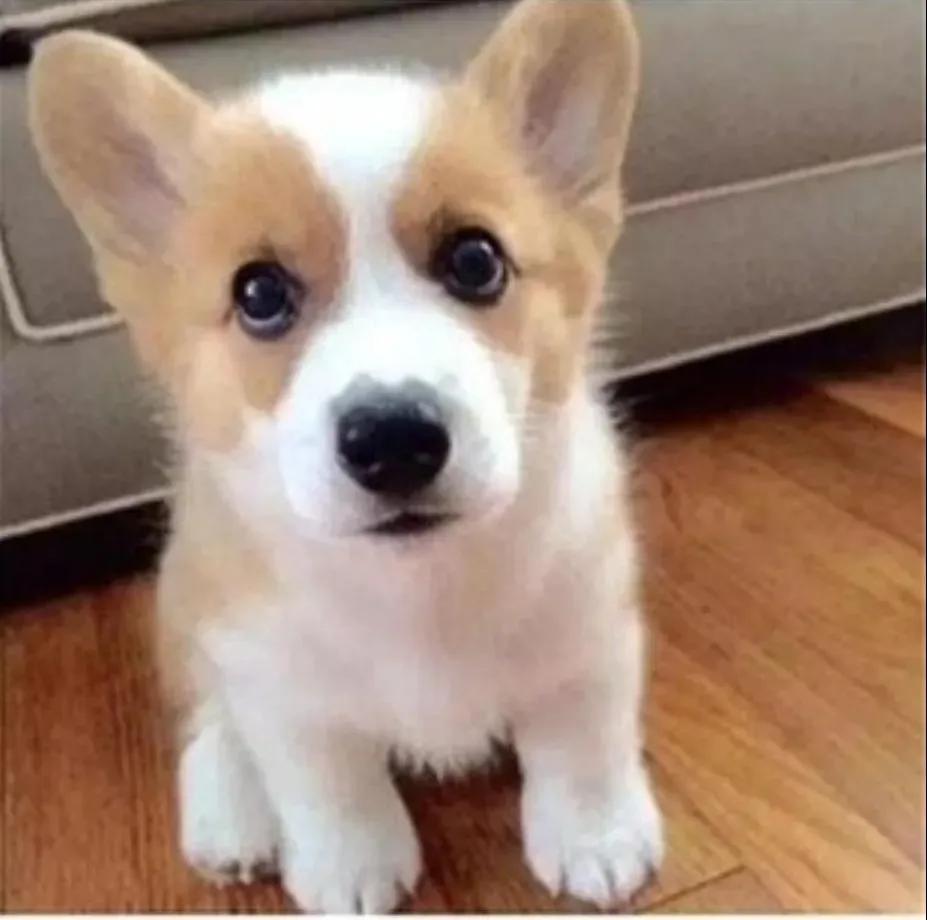 回族不吃猪肉，满族不吃狗肉，古代汉族也有不吃的肉