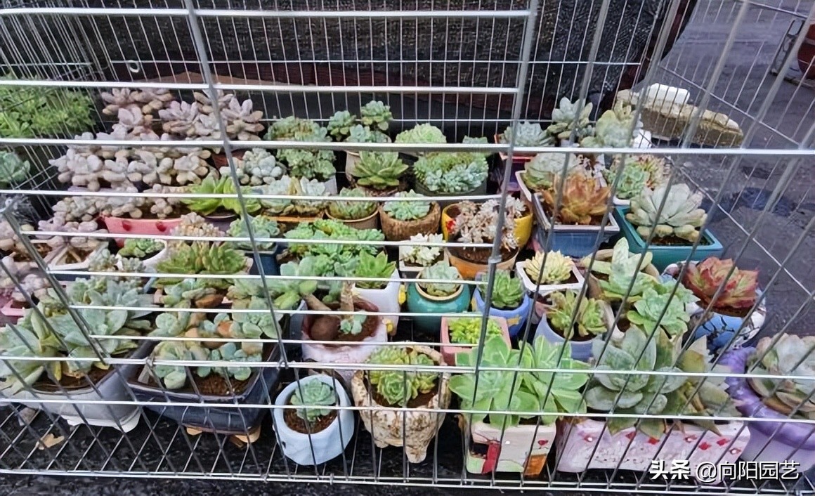 网上买了棵多肉，一天看8遍物流，典型新手小白，多肉大坑很深