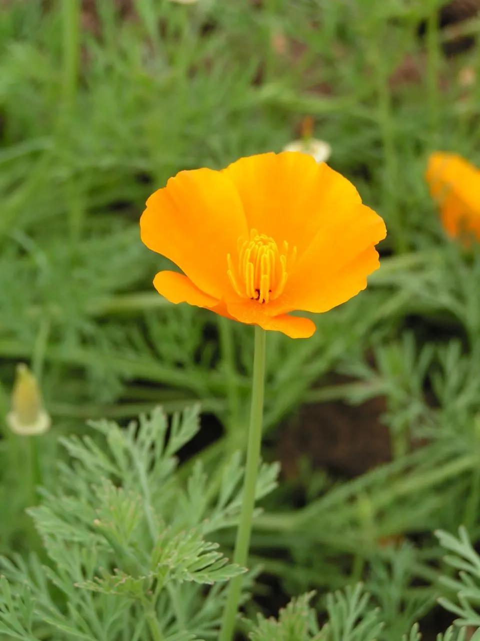 20种世界上稀有鲜花图片 (世界80种罕见的奇异鲜花)