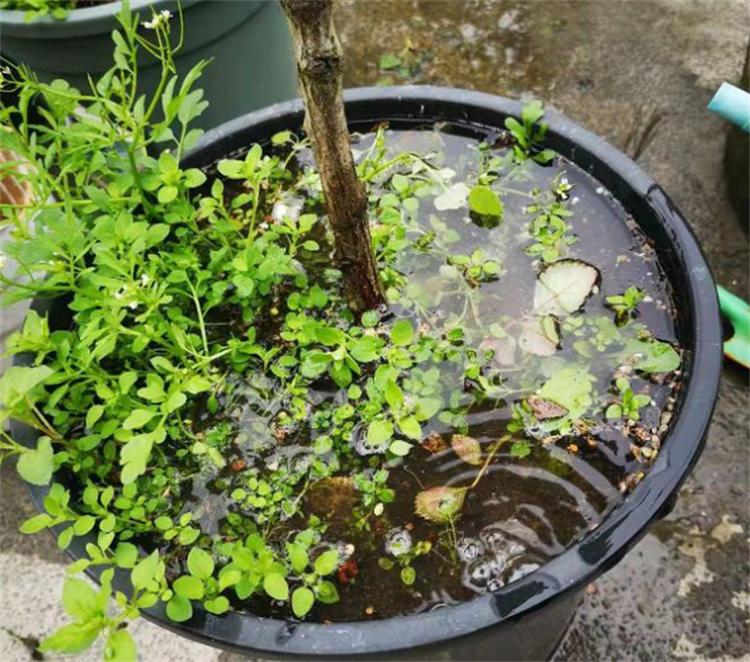 用什么杀蚯蚓效果最好,用什么杀蚯蚓