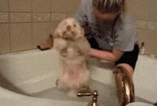 怎么培养猫咪粘人,怎样培养一只很温顺的小狗狗