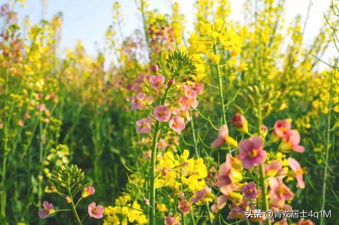 苏马荡的远方的家,远方的家苏马荡