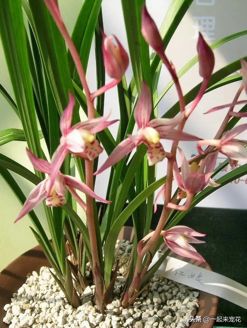 阳台养兰花叶子不油绿无光泽,夏天兰花养殖方法和注意事项图片