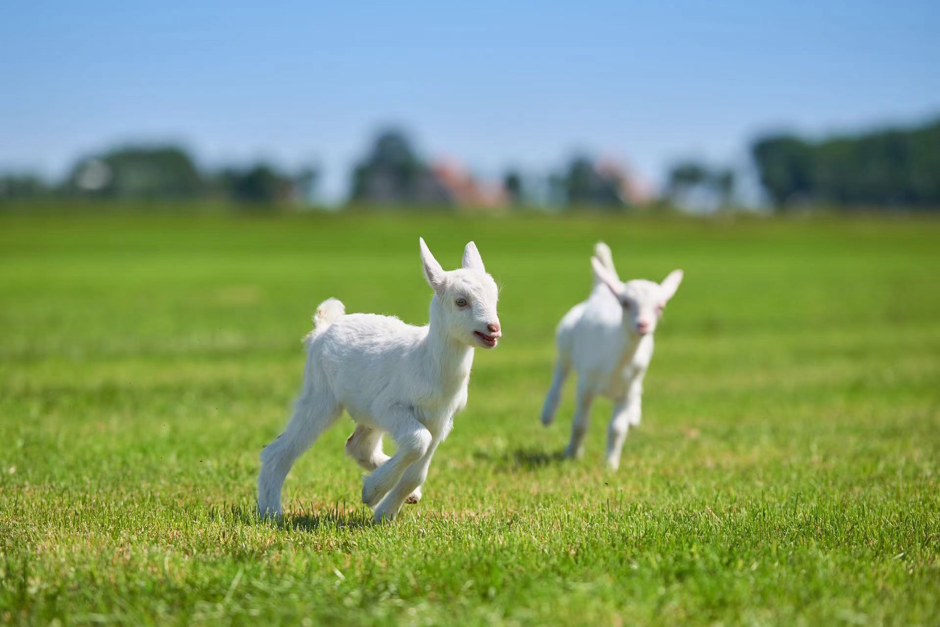 朱丹蓬：佳贝艾特奶粉“领头羊”背后的底层逻辑是什么？