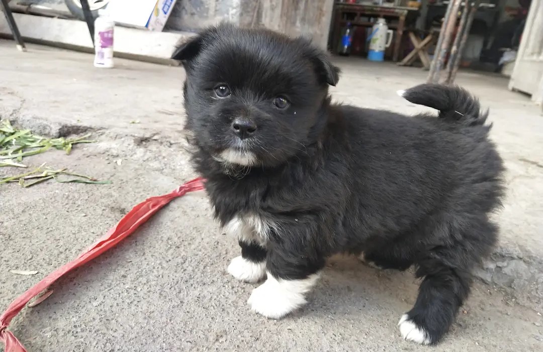 四脚白的狗为什么不能带进家,家里养黑狗白胸四蹄黑十大忌讳