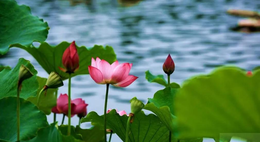 周嗣远|接天碧叶莹如玉，夕照芙蓉万朵花（原创荷之歌25首）