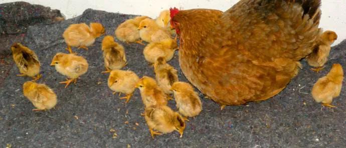 小时候农村怎么孵化小鸡,农村原始方法孵小鸡